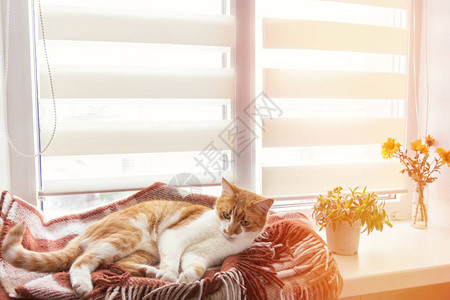 红色和白色小猫咪睡在温暖的羊毛毯子上用图片