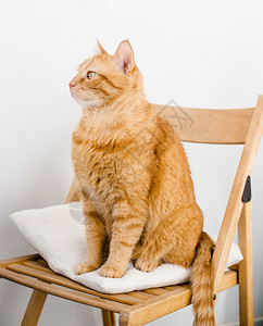 坐在椅子上的大肥姜猫图片