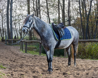 站立在围场的一匹马的全长图像图片