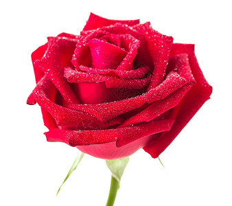 美丽的红玫瑰花在白色图片