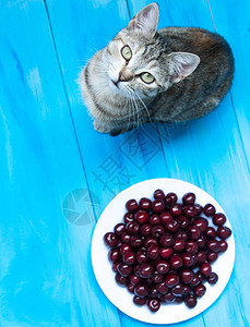 蓝色背景上的可爱猫与一盘樱桃图片