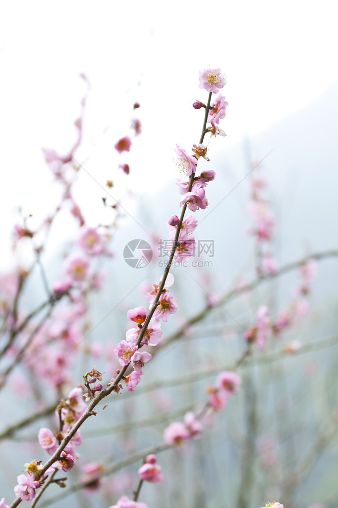 春天的梅花图片