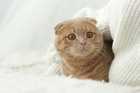 特写蓬松的姜猫舒适地躺在床上图片