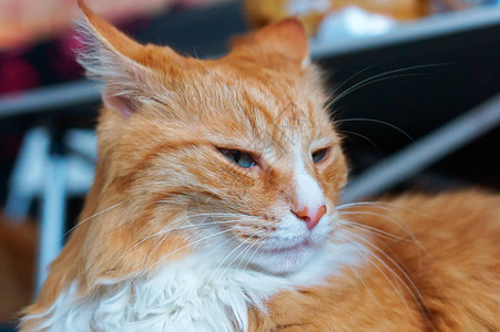 姜家猫保养良好的干净毛茸的猫图片