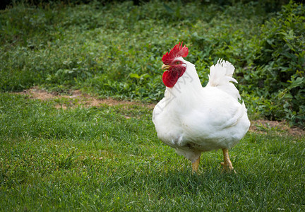绿色草地上的大白公鸡或公鸡图片
