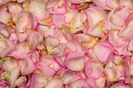 粉红玫瑰花瓣背景季图片