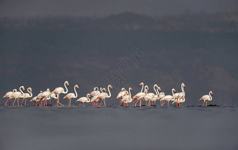 非洲肯尼亚纳库鲁湖大火烈鸟Phoenicoptereterusr图片