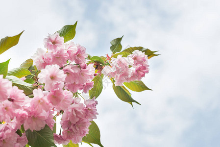 春树枝上粉红樱花的丛Microclonu图片