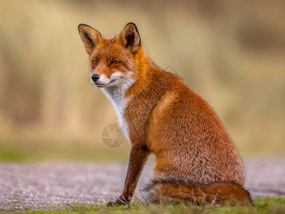 红狐Vulpesvulpes坐着耐心地等待某事发生荒野中美丽的野生动物切丝看着相机与狡猾的狐狸对视最优雅的背景图片