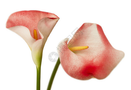两朵红花图片