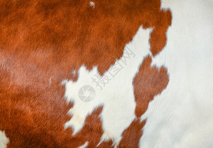 棕色斑点牛大衣的质地白色和红色的头发牛皮真正的天然毛皮图片