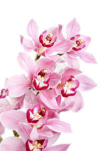 孤立的粉红色兰花高清图片