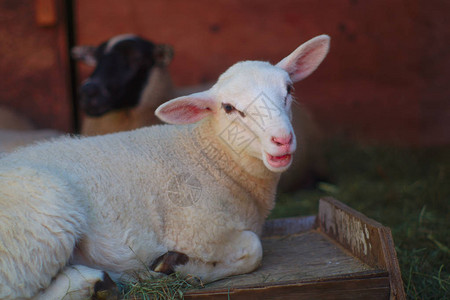 羊白色羔羊肖像红色谷仓和草图片