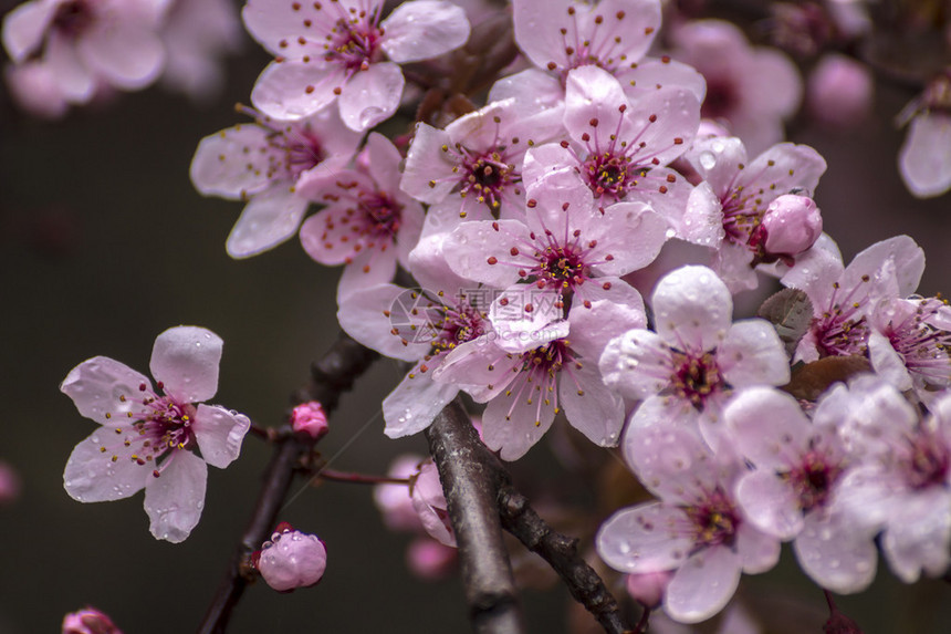 PrunusCerasifera详细信息春粉小花在Brunc图片