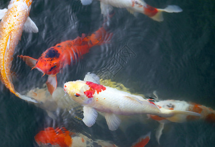 泰国池塘里五颜六色的鱼鲤背景图片