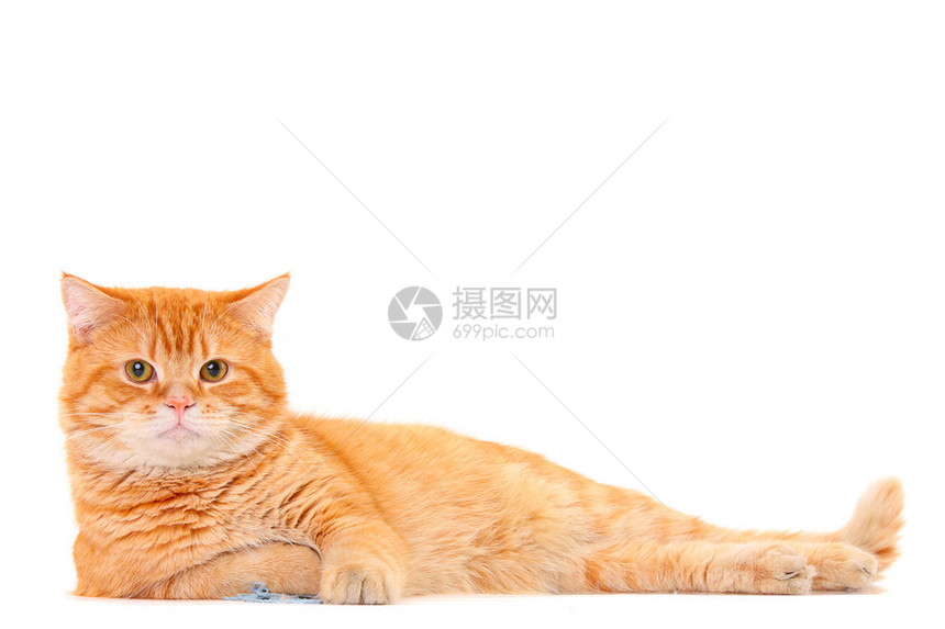 漂亮的猫咪独图片