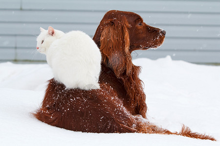 雪地里的红色爱尔兰塞特犬和白猫高清图片