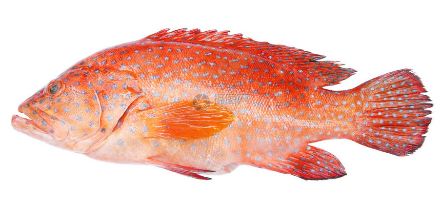 孤立在白色背景上的红带石斑鱼图片