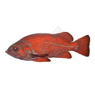 朱红色石鱼上白色孤立背景图片