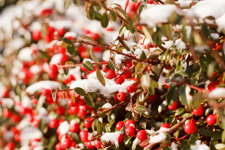 与红色gaultheria和雪的冬天背景图片