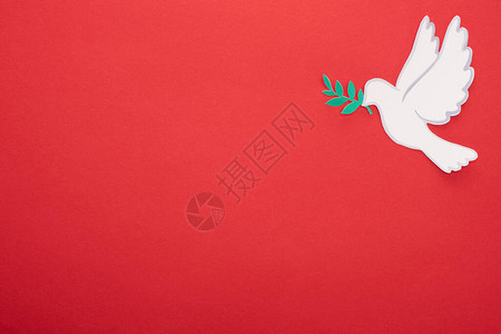 白色鸽子的顶部视图作为红色背景图片