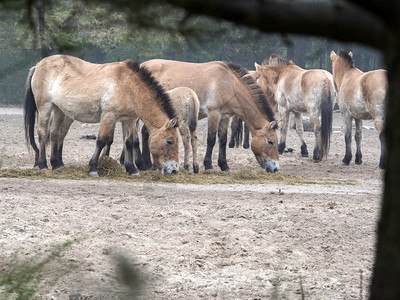 普尔泽瓦尔斯基的马EquusPrzewalskii在蒙古和中图片