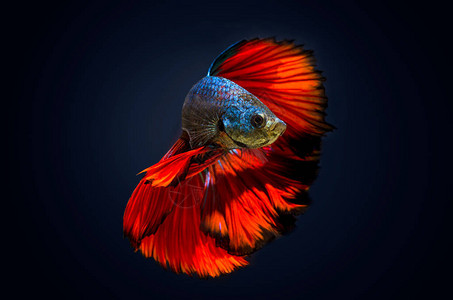 鱼咬斗鱼红色深蓝色背景图片
