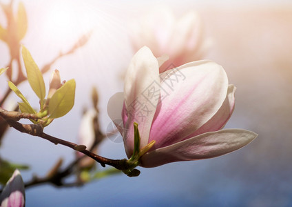 阳光下玉兰花的柔焦图像图片