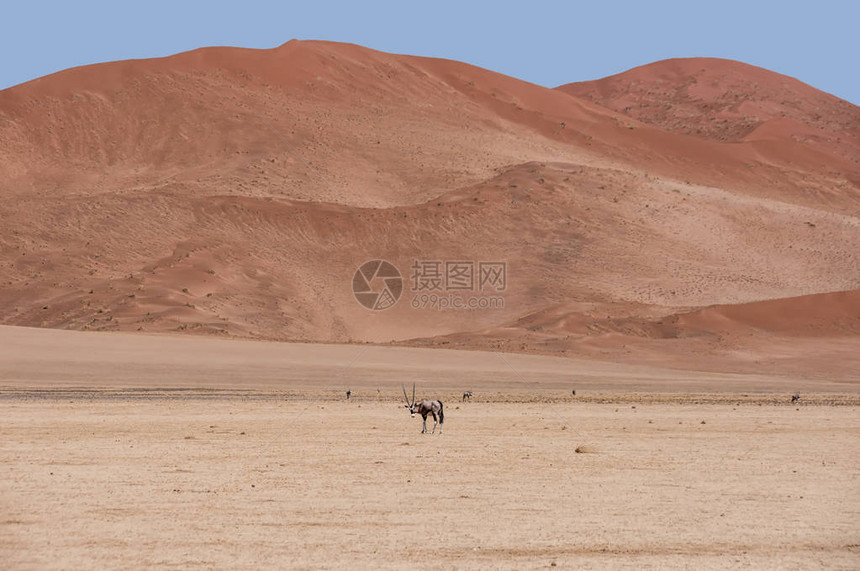 纳米布沙漠中的Gems图片