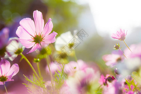 有阳光的波斯菊花田图片