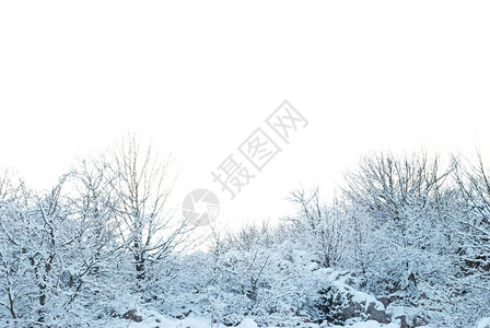 冬天白雪皑的森林背景上白色孤立图片