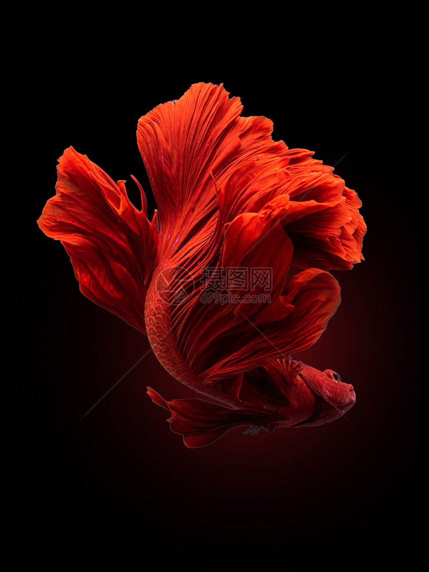 红色暹罗斗鱼黑色背景中突显的斗鱼图片