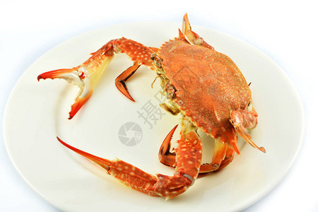 白底蟹煮螃蟹在白色盘子上蒸海鲜图片