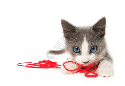 猫咪玩线条图片