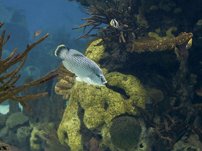 拿破仑鱼或岩石鱼水族馆照片图片