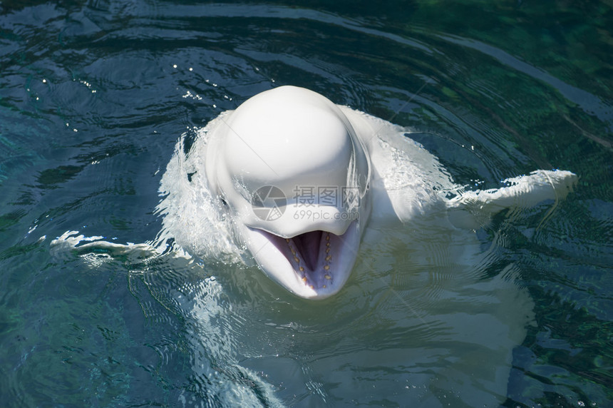 一只孤立的白海豚在深图片