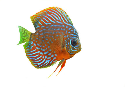 白色背景的蓝热带鱼Sympphyssodon图片