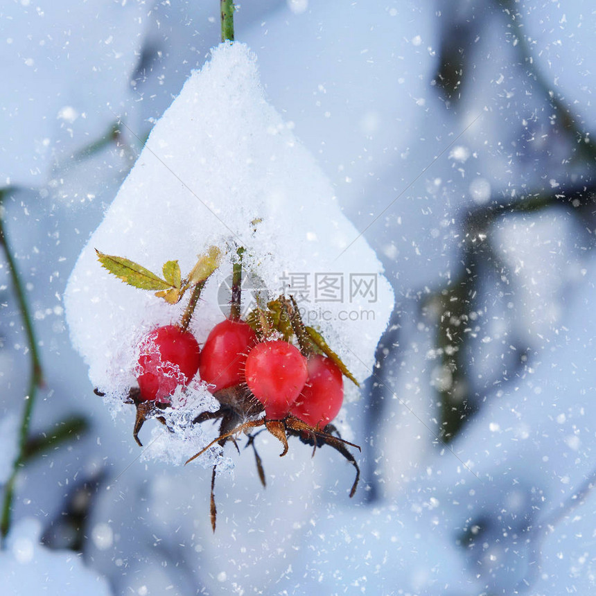 红玫瑰果浆与雪图片