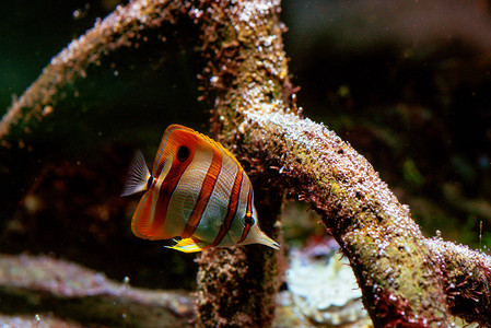 水族馆水下五颜六色的热带鱼和珊瑚图片