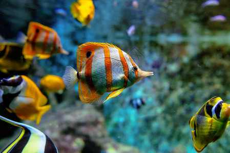 水族馆水下五颜六色的热带鱼和珊瑚图片