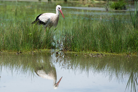 反映沼泽水背景的鹳肖像图片