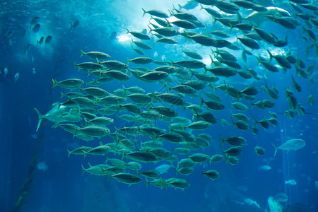 竹荚鱼浅滩水族馆照片图片