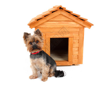 小木狗的房子和小狗图片