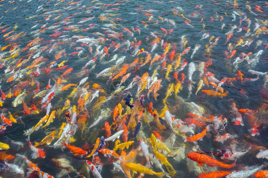 池塘里花式鲤鱼镜鲤的颜色图片