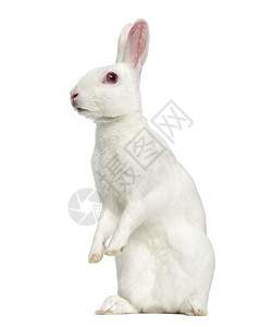 白色的白化野兔在他的后腿图片