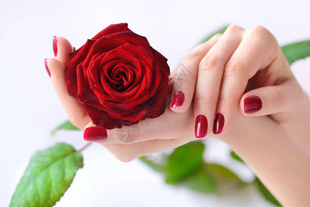 女人的手红指甲和红玫瑰图片