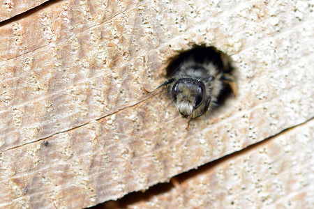 独家野蜜蜂Osmiabicornis图片