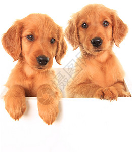 一只的爱尔兰红猎犬小狗金毛猎犬和爱尔兰塞特图片
