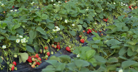 新鲜草莓农田背景图片