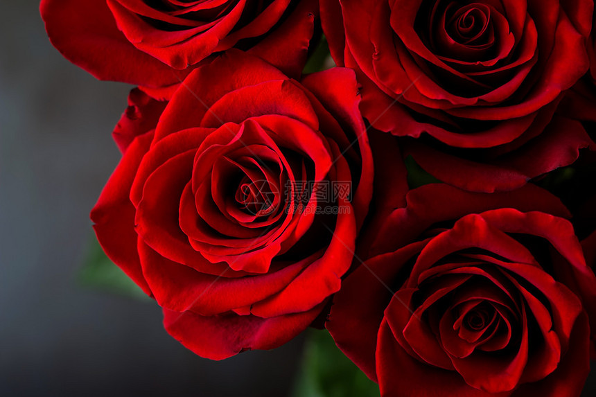 黑色背景的美丽红玫瑰花团图片